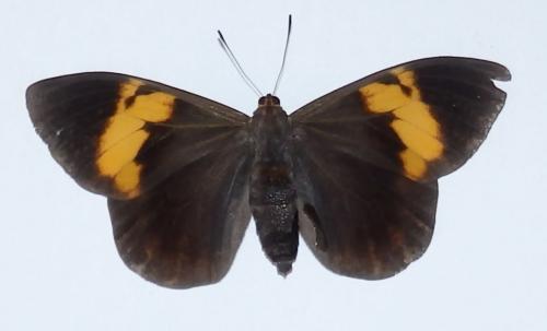 Brassolis sophorae
